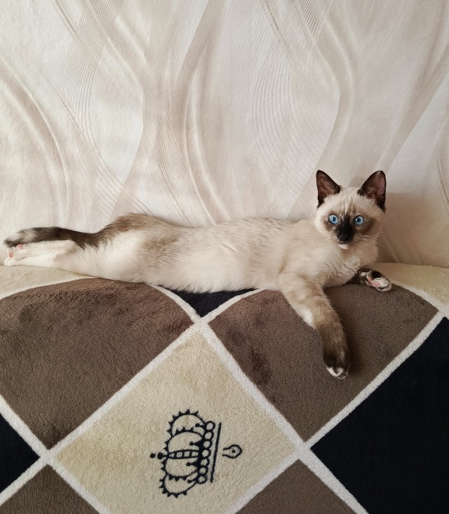 Котовторник.Наши модели