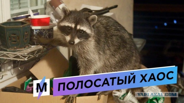 Пасаны, отговорите от Енота! Это не то, что на батарейках среди нас.