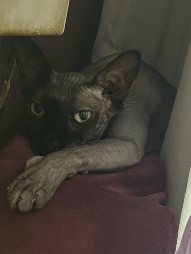 Ну раз котоффторник!