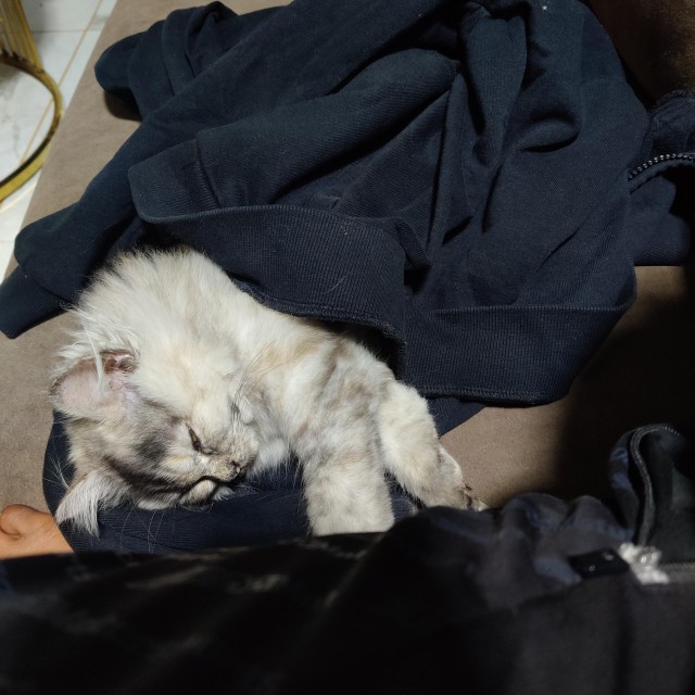 Рандомных фото котов тред