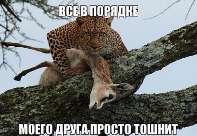 Трогательные истории дружбы между самыми разными животными