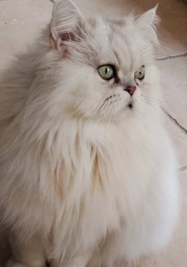 Выйду ночью в кухню с котом...
