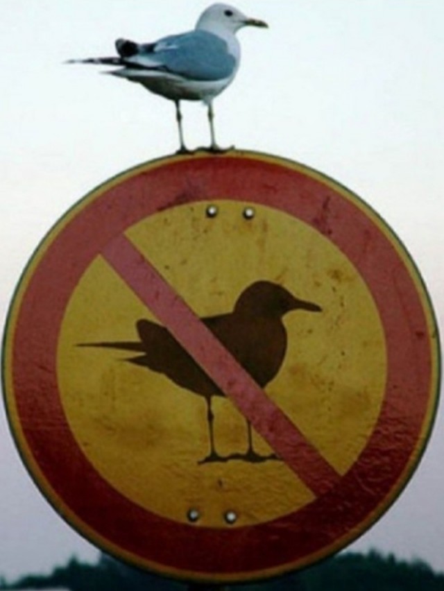 Рынок VPN готовится к масштабным блокировкам