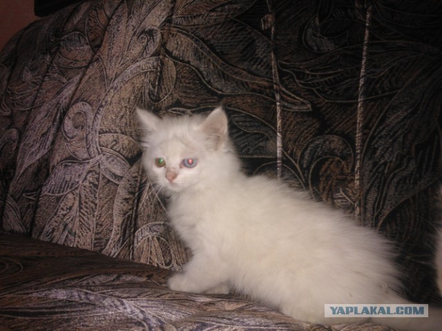 Котовторник 23.07.2013