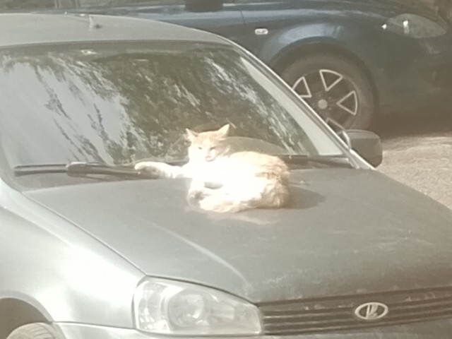 Вроде все люди, но какое разное отношение к котику