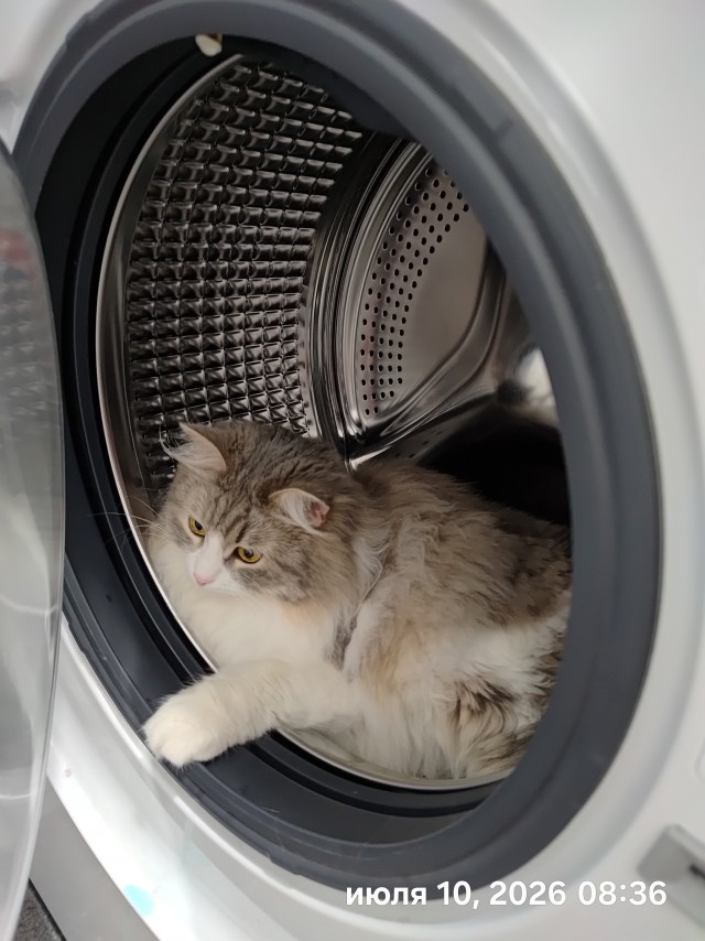 Котовторник#