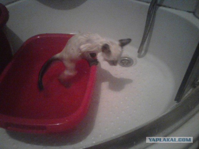 Котовторник  30.07.2013