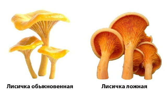 Как обманывают продавцы грибов