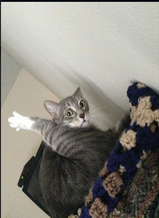 Этому коту явно нечего делать.