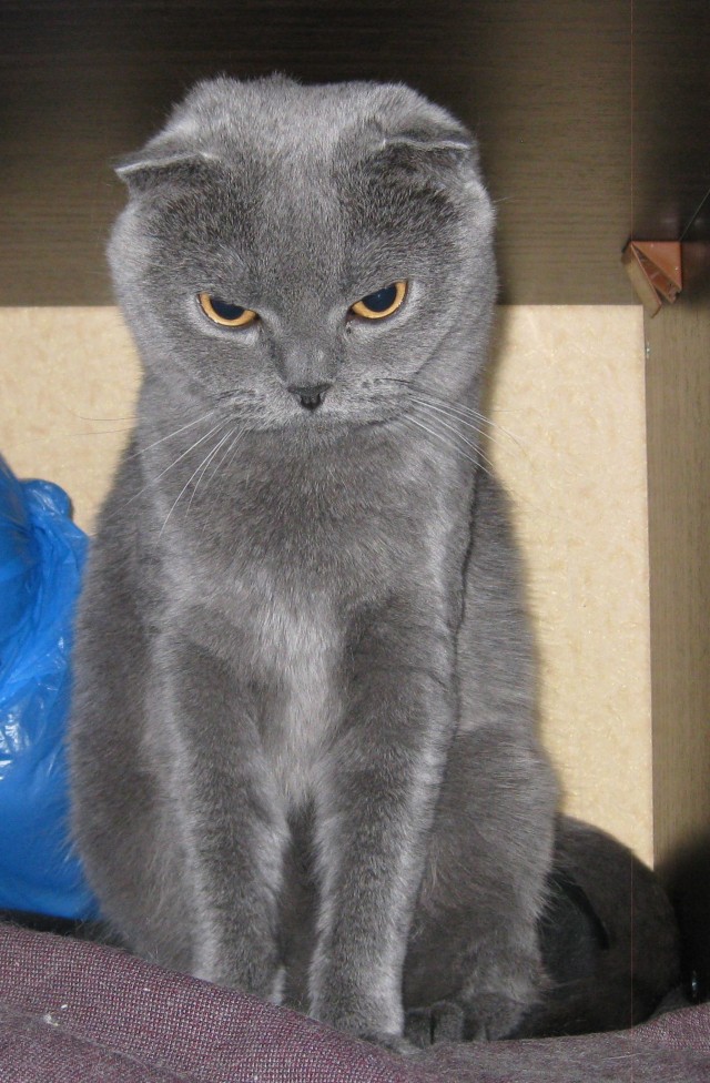 Котовторник на 24.09.2013г