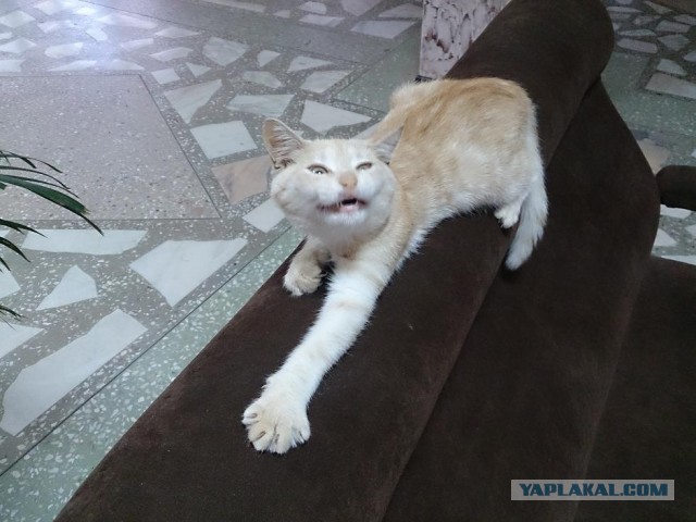 Котовторник 8.10.2013