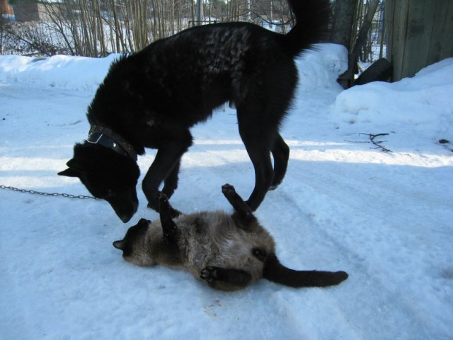 Котовторник 01.04.2014