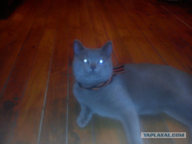 Котовторник 22.04.2014
