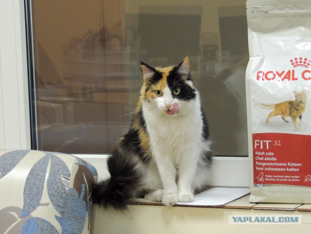Котовторник 22.04.2014