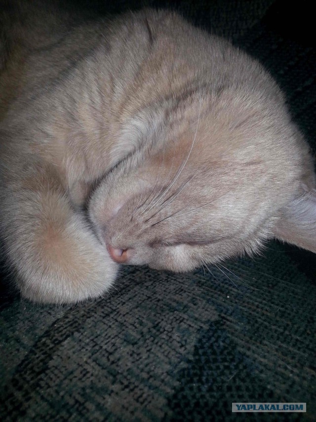С Котовторником!