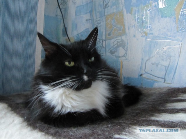 Котовторник 20.05.2014
