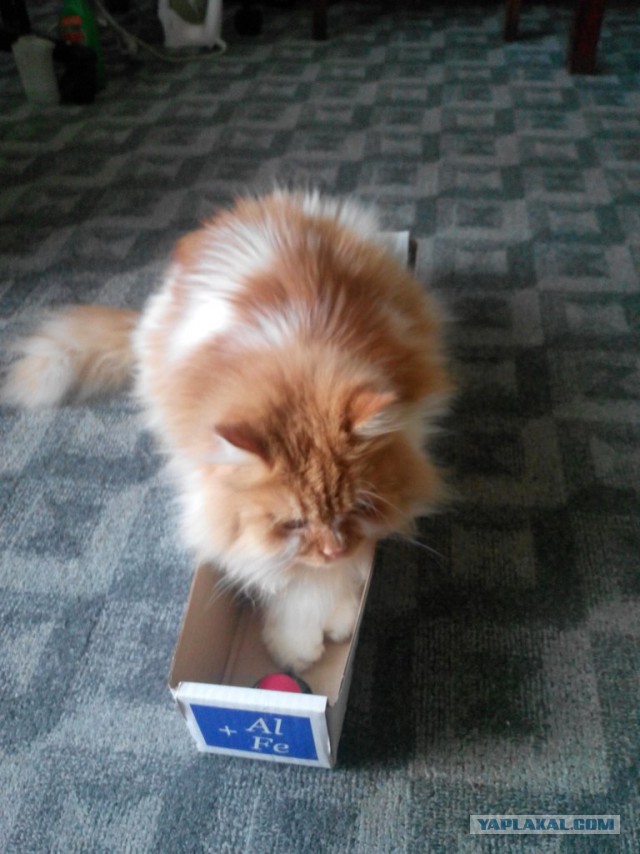 Котовторник 12.08.2014