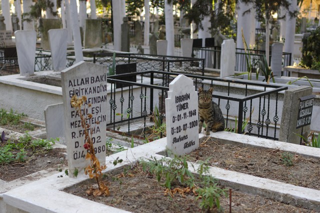 Котовторник 30.09.2014