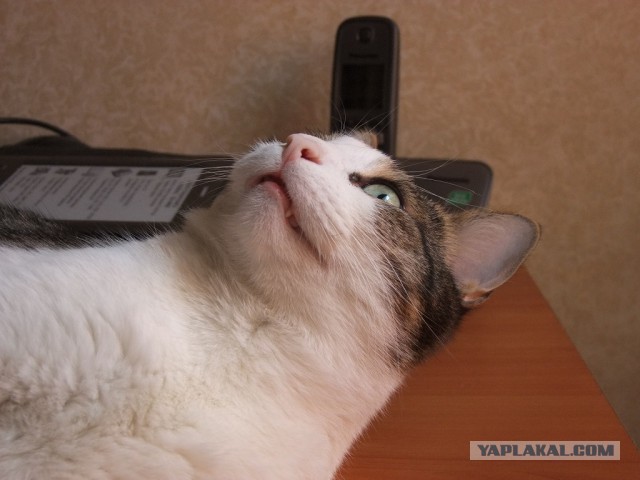 Котовторник 11.11.2014