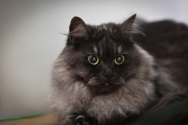 Котовторник 30.12.2014