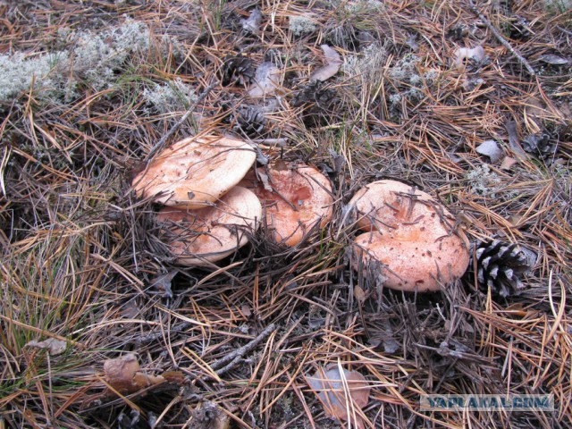 Дары Севера