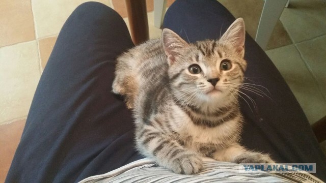 Котовторник 15.12.2015