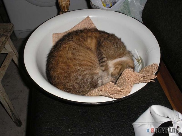 Коты, кошки, котята