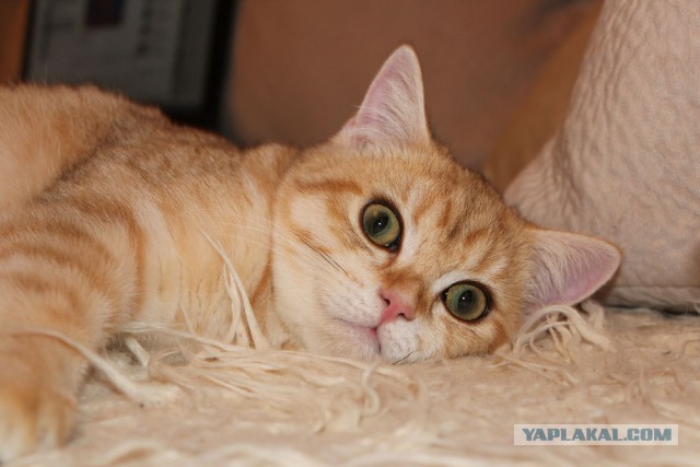 Котовторник - начало