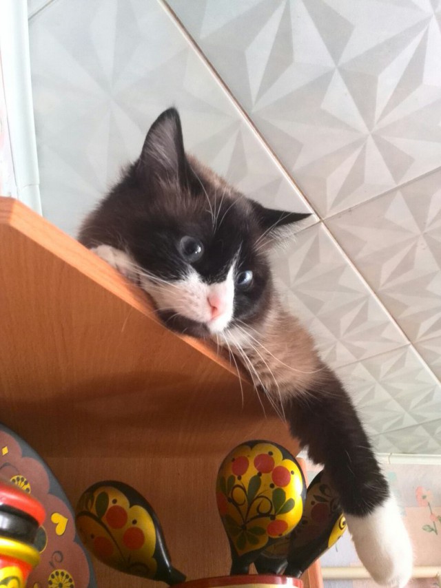 Котовторник 19.04.2016