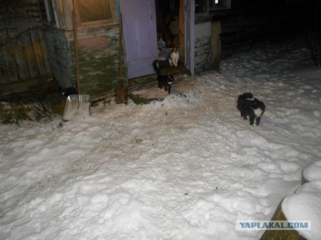 Жизнь домашнего приюта для котеек 144