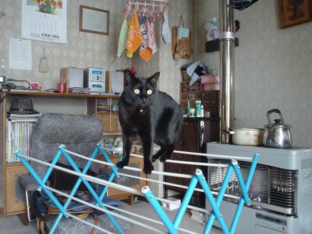 Котовторник 24.01.2017