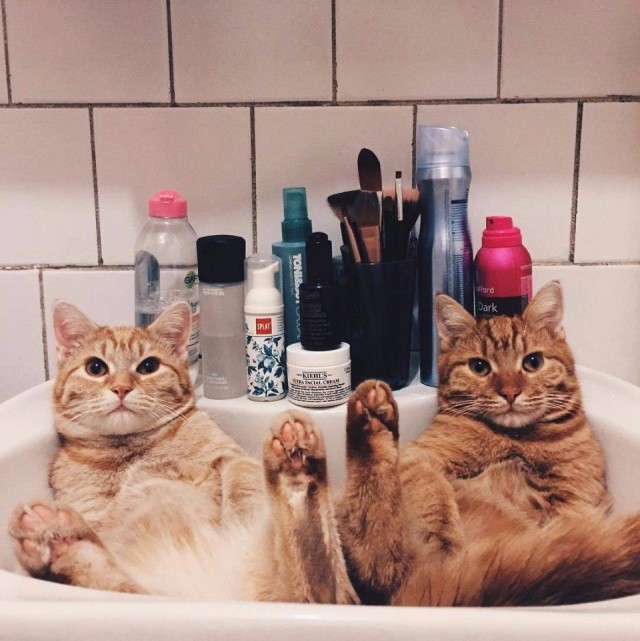 Коты и Кошки