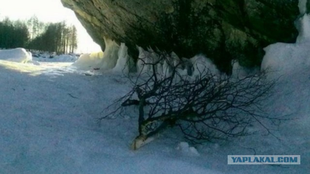Бурятский шаман проклял хулиганов, срубивших священную березу на Байкале