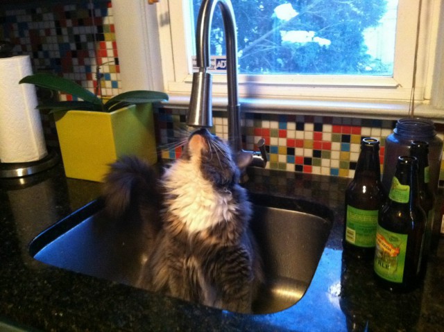 Коты и Кошки