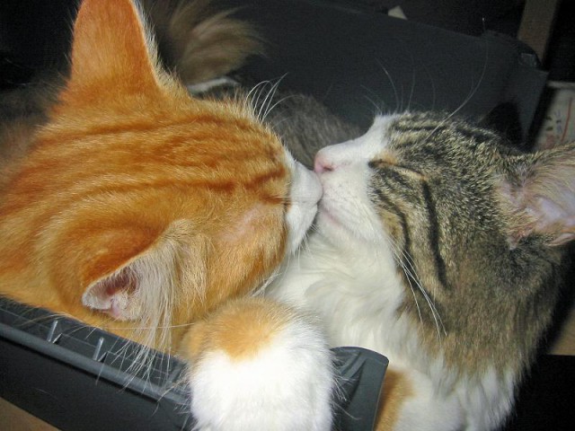 Коты и Кошки