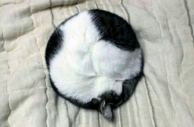 Коты и Кошки
