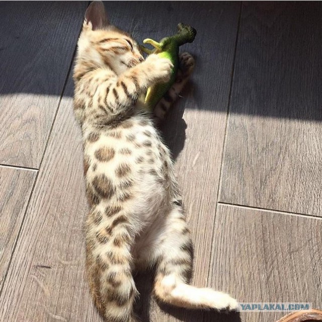 Котовторник 30.05.2017