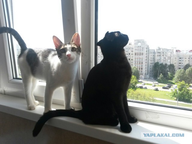 Котовторник 27.06.2017