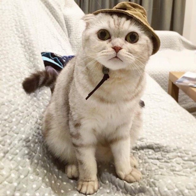 Коты и Кошки