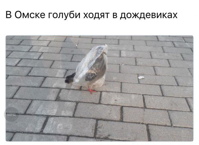 Смешные и не очень картинки из этих ваших интернетов