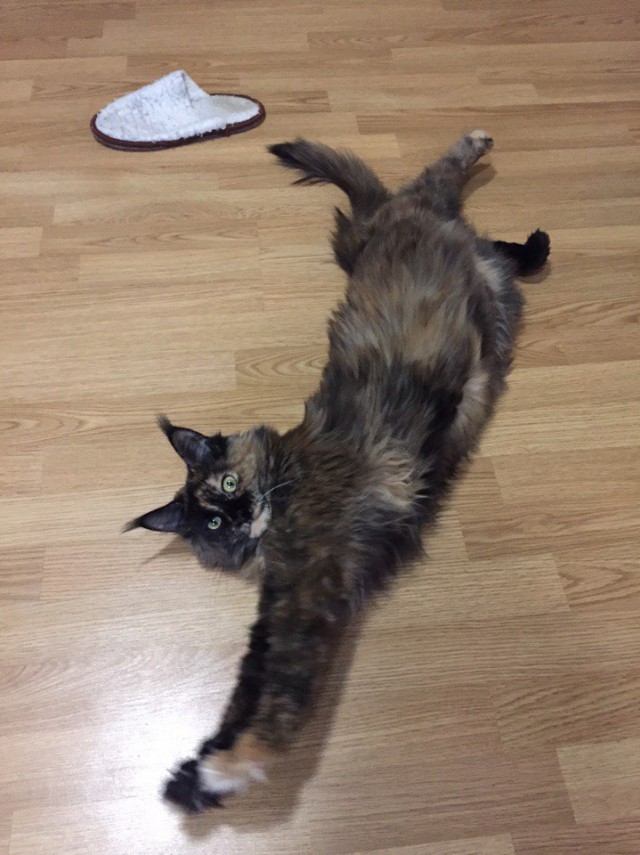 Котовторник 22.08.2017 г.