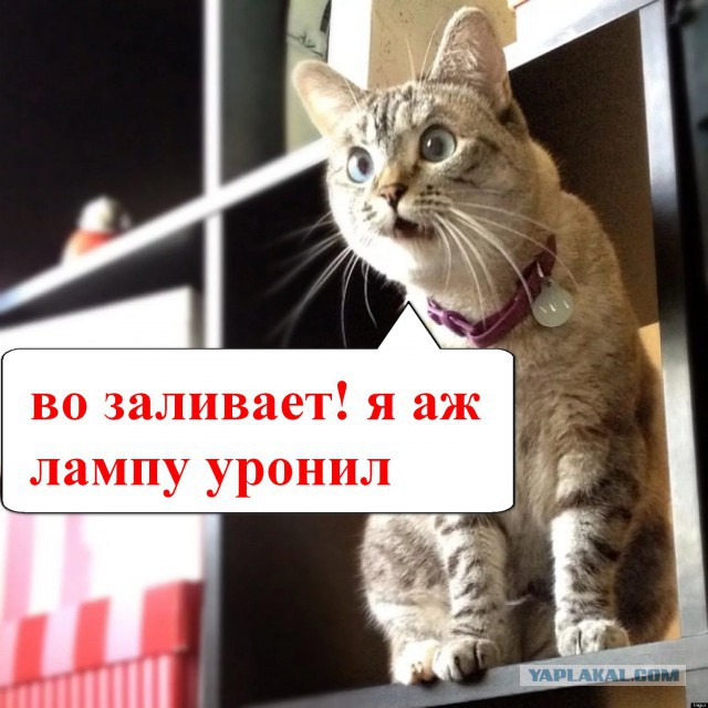 Совет от ... киллера