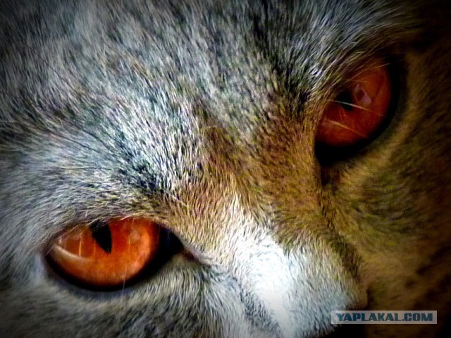 Котята моей кошки (коротенькое видео).