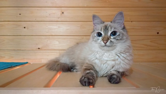 Коты и Кошки