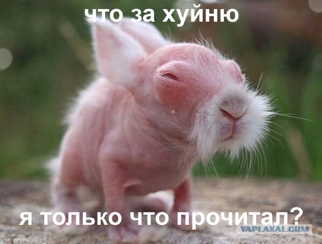 Любой день на ЯП