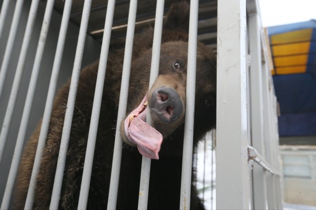 В Москве медведь отобрал у мальчика бутерброд с сыром