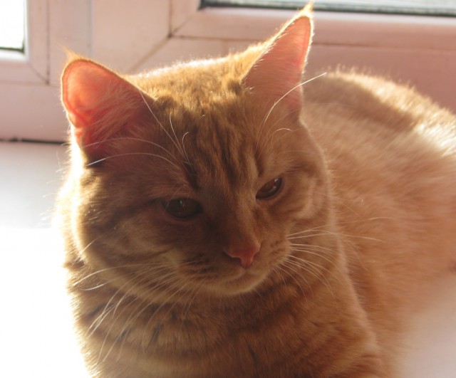 Котовторник 13.03.2018