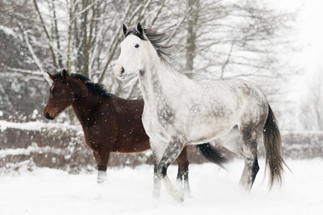Живность из сети