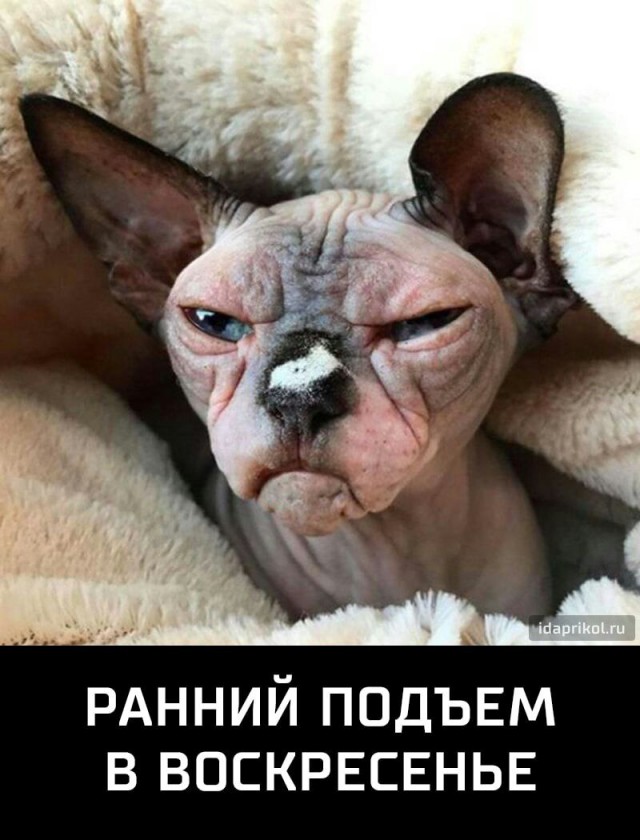 Не очень адекватный юмор