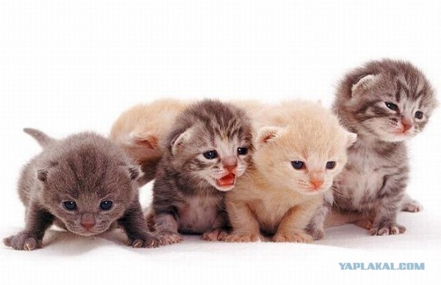 Котовторник на 03.02.2009